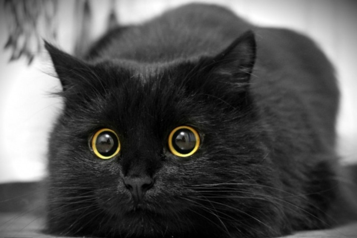 لو شوفت قطة سوداء بليل أهرب دي عفريت.. السر وراء