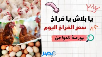 البط بـ60 جنيها.. أسعار الدواجن اليوم السبت 11-5-2024 في البورصة شوف بقت بكام