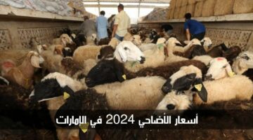 أسعار الأضاحي 2024 في الإمارات وأماكن بيعها وطريقة حجز الأضحية إلكترونيًا