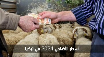 متوسط أسعار الأضاحي 2024 في تركيا مع أماكن البيع شوف كام السعر