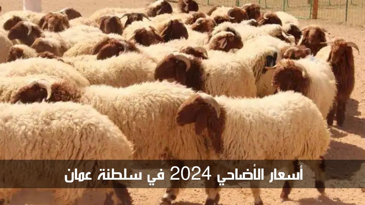 بمناسبة عيد الأضحى المبارك.. أسعار الأضاحي 2024 في سلطنة عمان