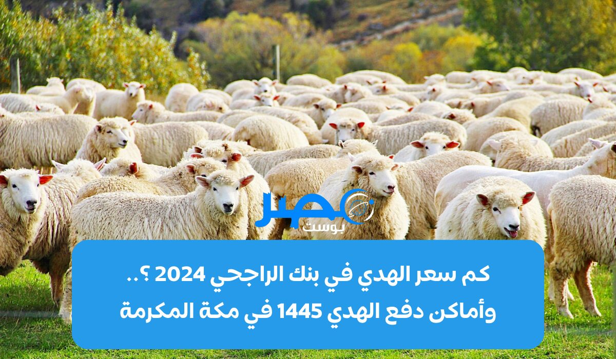 كم سعر الهدي في بنك الراجحي 2024 ؟.. وأماكن دفع الهدي 1445 في مكة المكرمة