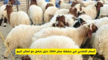 ارتفاع طفيف مع اقتراب العيد.. أسعار الأضاحي في سلطنة عمان 2024 وأماكن بيعها وموعد عيد الأضحى