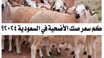 عاااجل.. وزارة الحج والعمرة تعلن أسعار الأضاحي في السعودية 2024 وسعر صك الأضحية 🐑🐂🐄