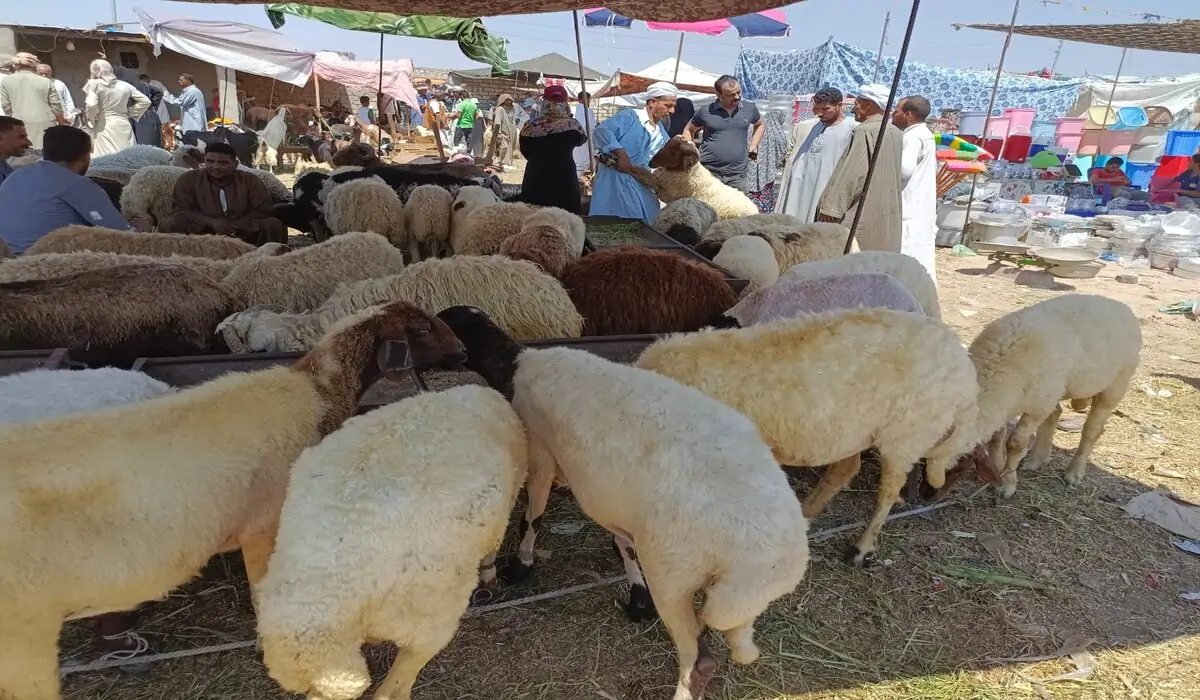 الحبس ودفع الغرامات!! غرامة ذبح الأضحية في الشارع.. احذر لهذه الأسباب