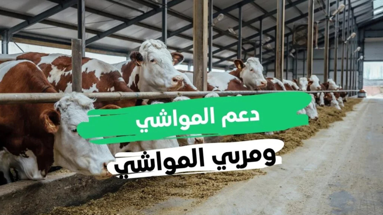 سجل واستفيد.. خطوات التسجيل في دعم المواشي الجديدة من ريف 1446 والشروط المطلوبة