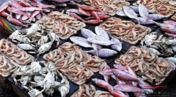 أسعار الأسماك في سوق العبور تلامس 1160 جنيهًا للجمبري خلال تعاملات السبت