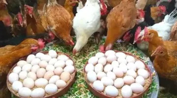 تراجع أسعار الدواجن والبيض اليوم الاثنين بالأسواق (موقع رسمي)