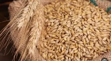 سعر الأرز الشعير اليوم الثلاثاء 31 مارس 2026.. للحبة العريضة والرفيعة بكام؟