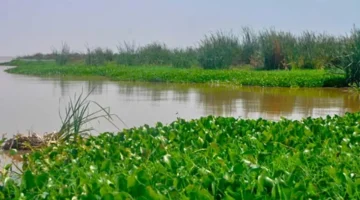 كيف يحول العلم ورد النيل من تحدٍ بيئي إلى 4 فوائد طبية؟