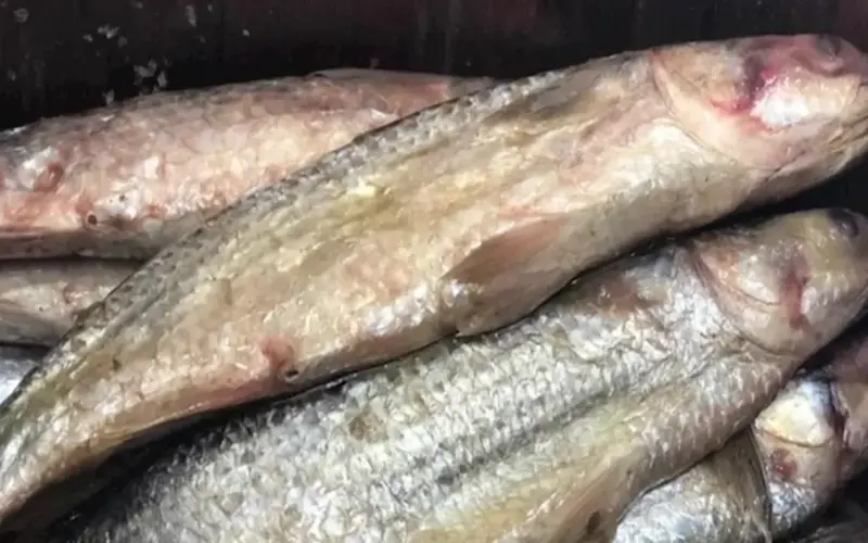 10 إرشادات ذهبية لحماية نفسك من أمراض الأسماك المملحة في شم النسيم