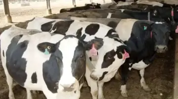 205 جنيهات لكيلو البقري قائم.. أسعار الأضاحي هذا الموسم