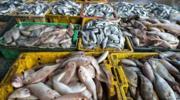 أسعار الأسماك اليوم الخميس 23 – 4 – 2026