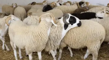 أسعار الأضاحي 2026.. سعر الكيلو وفضل وكيفية توزيع الأضحية