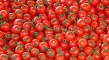 أسعار الطماطم والخضار في سوق العبور اليوم السبت 18 أبريل 2026