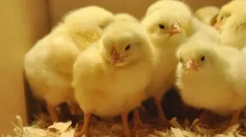 أسعار الكتاكيت البيضاء لهذا اليوم 20 أبريل 2026