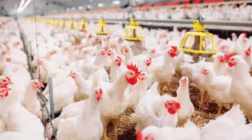 انخفاض أسعار الفراخ البيضاء والبلدي اليوم بنسبة 30% في المزرعة وفق شعبة الدواجن