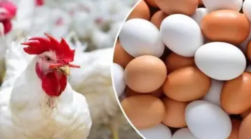 بورصة الدواجن اليوم.. أسعار الفراخ البيضاء وطبق البيض في الأسواق