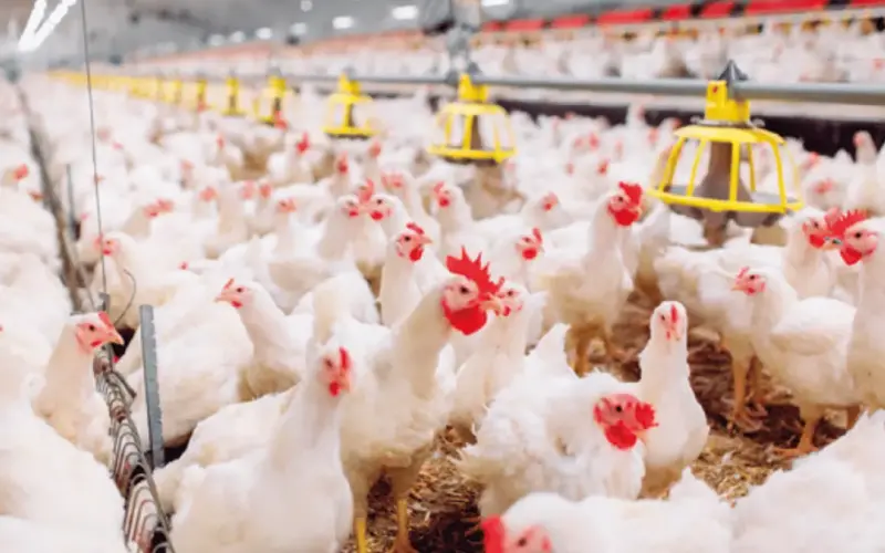 تباين أسعار الدواجن اليوم الجمعة مع تفاوت واضح بسعر الفراخ البيضاء والبلدي