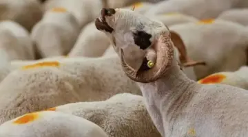 تبدأ من 6500 جنيه.. تكلفة صكوك الأضاحي في 3 جمعيات خيرية شهيرة