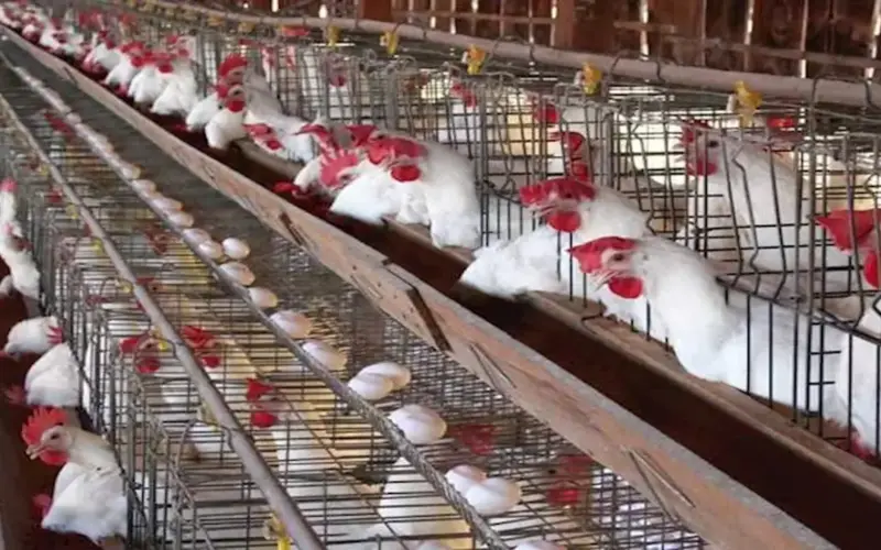 تراجع أسعار الدواجن وارتفاع البيض اليوم الأربعاء بالأسواق (موقع رسمي)