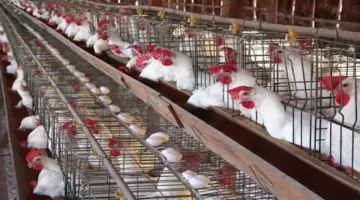 تراجع أسعار الدواجن وارتفاع البيض اليوم الاثنين بالأسواق (موقع رسمي)