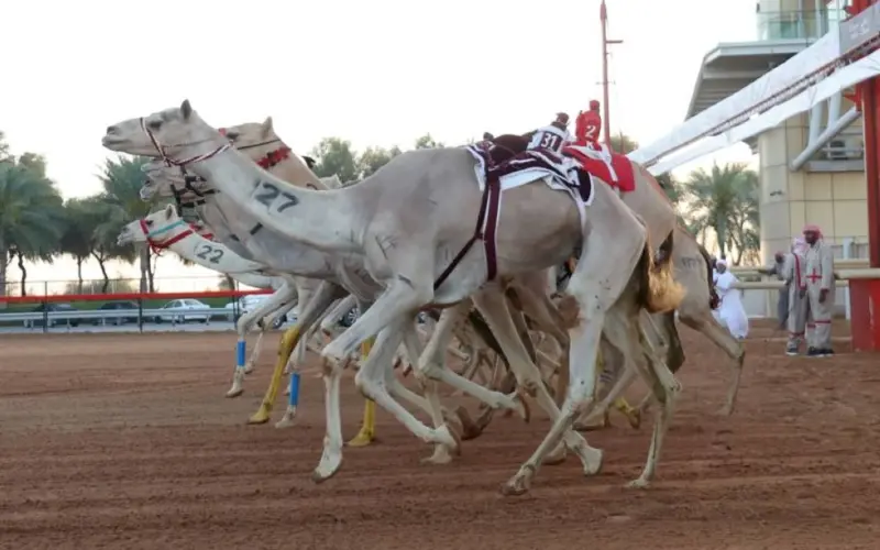ختامي المرموم يؤكد صدارة دبي في تنظيم الفعاليات الكبرى