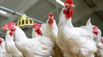 زيادة 8 جنيهات للكيلو.. أسعار الدواجن ترتفع بالأسواق تزامنا مع عيد القيامة