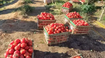 سعر الطماطم في الأسواق اليوم.. كيف يمكن الشراء بأثمان مخفضة؟