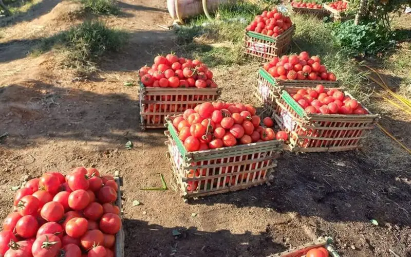 سعر الطماطم في الأسواق اليوم.. كيف يمكن الشراء بأثمان مخفضة؟