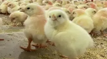 سعر الكتكوت الأبيض اليوم الجمعة 3 أبريل 2026