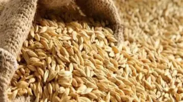 سعر طن الأرز الشعير اليوم الثلاثاء 28 أبريل 2026