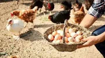 صعود أسعار الدواجن وتراجع البيض اليوم السبت بالأسواق (موقع رسمي)