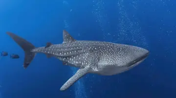 فيديو صادم.. قرش حوتي يقتحم جلسة تصوير تحت الماء – أخبار السعودية