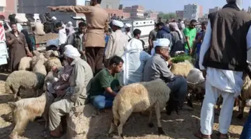 قبل أن تشتري.. اعرف أسعار الأضاحي في مصر 2026