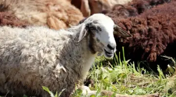 قبل عيد الأضحى 2026.. أسعار العجول قائم اليوم الثلاثاء 28 أبريل 2026