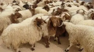 قبيل العيد الكبير.. قائمة أسعار الأضاحي اليوم الثلاثاء 28 أبريل 2026