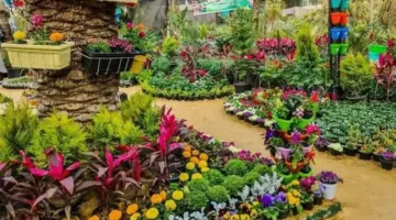 للمصريين والأجانب.. قيمة تذكرة معرض زهور الربيع 2026