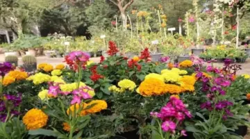 معرض زهور الربيع 2026 يفتح أبوابه للزوار.. المواعيد والأسعار وطرق الوصول