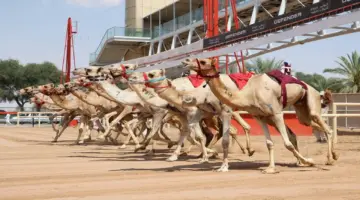 مهرجان ختامي المرموم 2026 يعزز صدارته بأرقام قياسية ومشاركة كبيرة