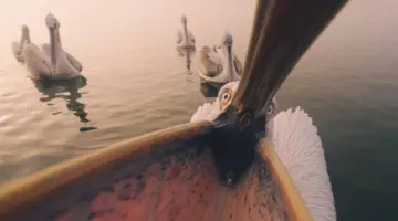 هكذا تجري «اللقطة» نحو المصور