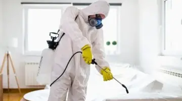 هل الرش وحده يكفي للتخلص من الحشرات؟ خبراء يجيبون