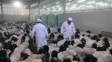 الزراعة تعلن بدء أعمال البعثة المصرية للإشراف على الهدي والأضاحي بالسعودية