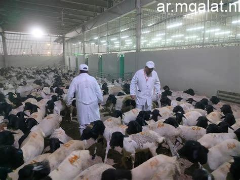 الزراعة تعلن بدء أعمال البعثة المصرية للإشراف على الهدي والأضاحي بالسعودية