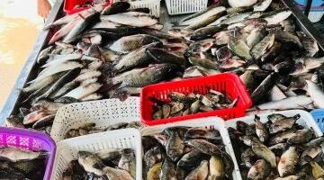 أسعار الدواجن واللحوم والأسماك اليوم بسوهاج.. البلدي يصل لـ400 جنيه والبلطي يبدأ من 90