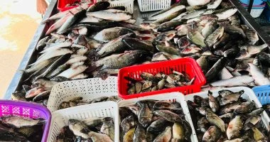 أسعار الدواجن واللحوم والأسماك اليوم بسوهاج.. البلدي يصل لـ400 جنيه والبلطي يبدأ من 90