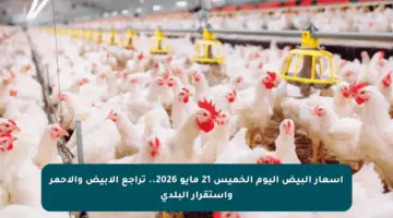 أسعار البيض اليوم الخميس 21 مايو 2026.. تراجع الأبيض والأحمر واستقرار البلدي