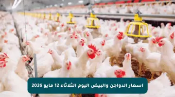 أسعار الدواجن والبيض اليوم الثلاثاء 12 مايو 2026
