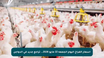 أسعار الفراخ اليوم الجمعة 22 مايو 2026.. تراجع جديد في الدواجن