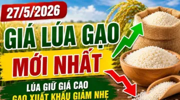 أسعار الأرز اليوم، 27 مايو 2026: يحافظ المزارعون على استقرار الأسعار، ويشتري التجار بحذر.